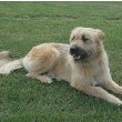 Basque Shepherd Dog