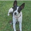 Foxy Rat Terrier