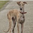 Galgo Español