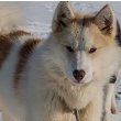 Greenland Dog