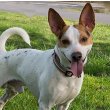 Jack Rat Terrier