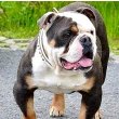 Olde English Bulldogge