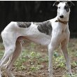 Rampur Greyhound