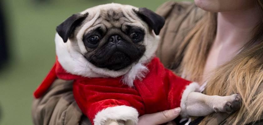 Pug Köpeklerine Kimler Sahip Olmalıdır? 