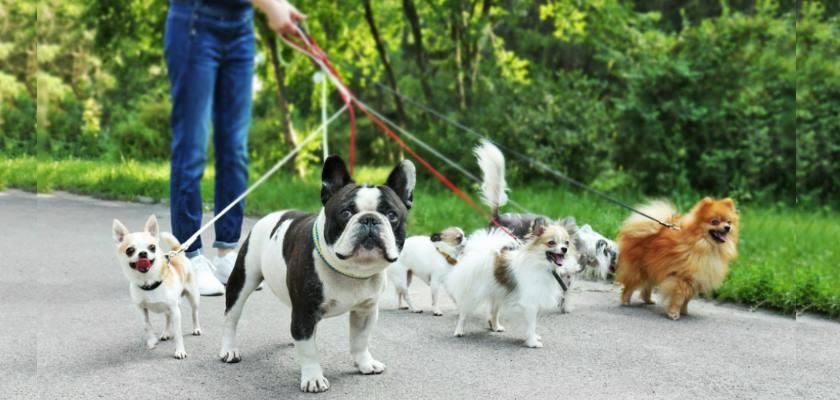 Büyümeyen Köpek Cinsleri