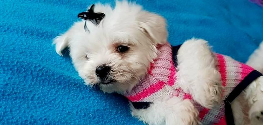 Terrier Maltese'da Görülen Temel Davranış Sorunları ve Sahip Olduğu Kişiliği