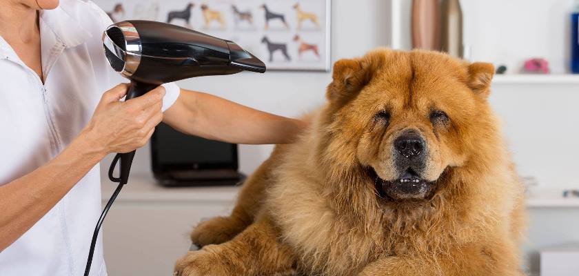 Uzun ve Kısa Tüylü Köpeklerde Tüy ve Deri Bakımı