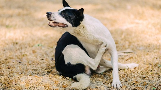 köpekler neden silkelenir