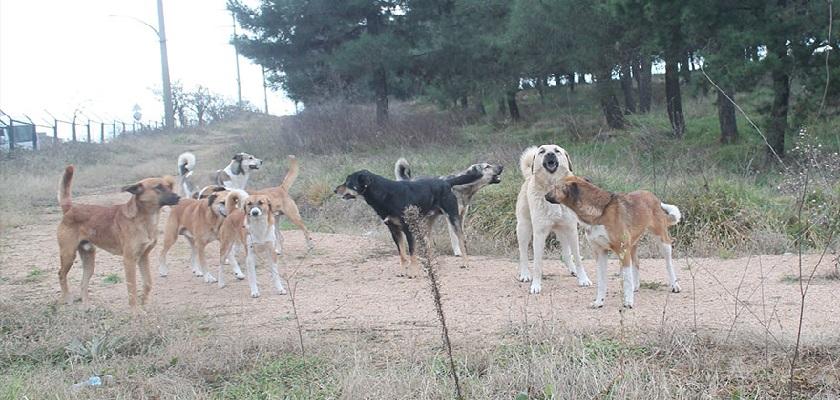 Denetimsiz Kalan Mahallelerdeki Kedi Ve Köpeklere Ne Olacak?