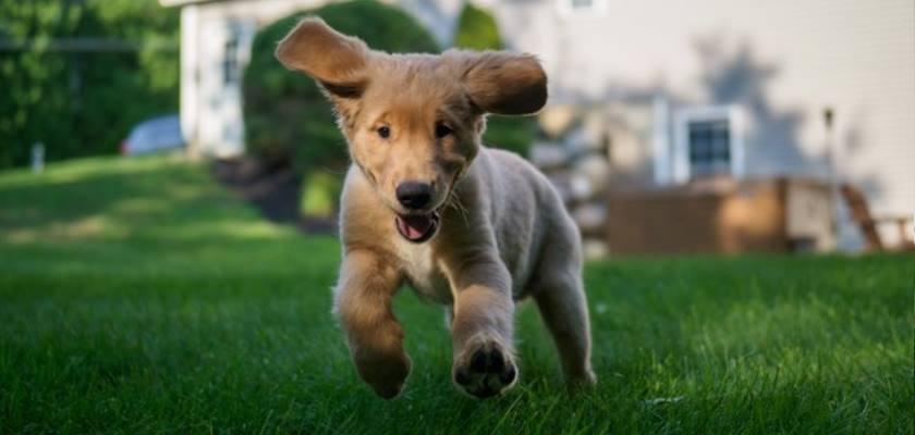 Sağlıklı Bir Golden Retriever Yavrusu Yetiştirmek İçin  Bakım Rehberi