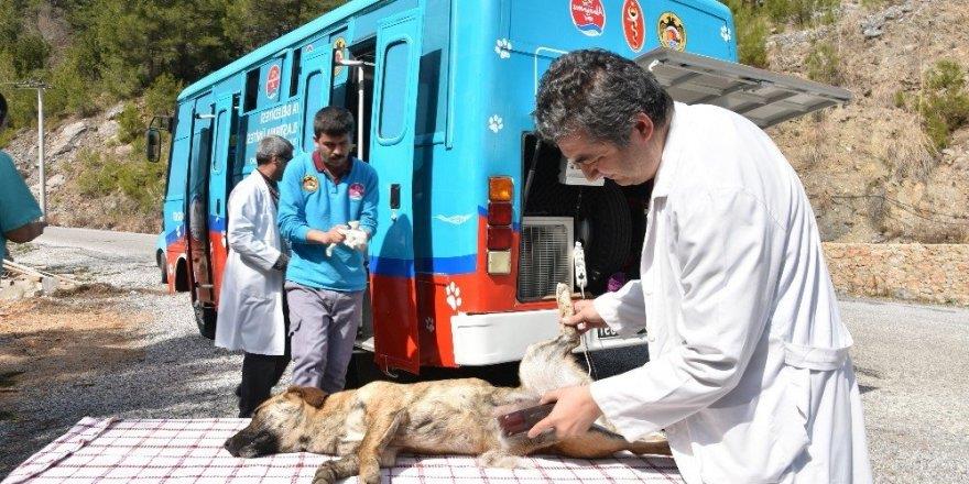 Kopek Kisirlastirmasi Hakkinda Bilinmesi Gerekenler