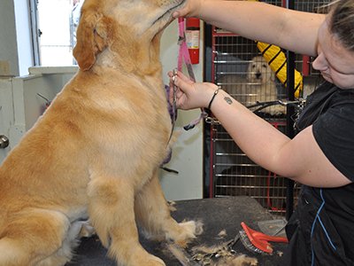 Golden Retriever Lar Icin Bakimda Onemli Noktalar