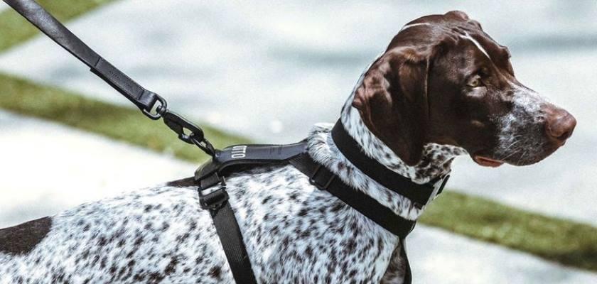 Köpeklerin Günlük Yaşamında İhtiyaç Duyacağı Başlıca Aksesuarlar