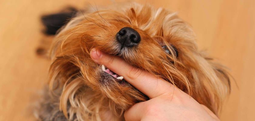 Terrier Maltese Isirir Mi