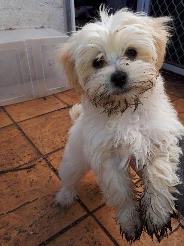 Terrier Maltese Irkinin Fiziksel Ozellikleri Ve Karakter Yapisi