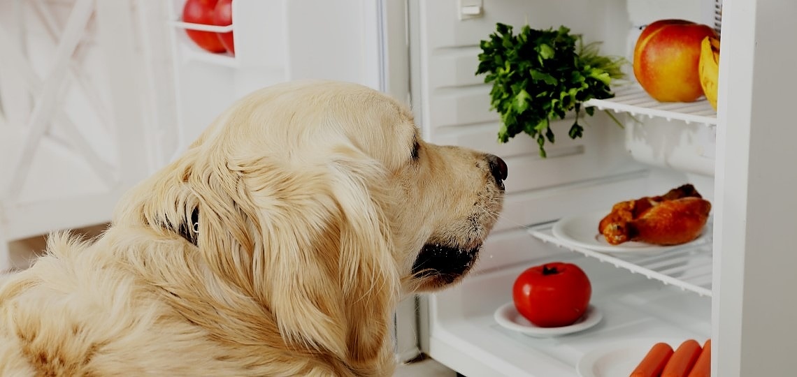 Köpekler Vegan Olabilir Mi?