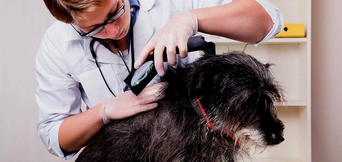 Köpeklere Kene Yapışması 