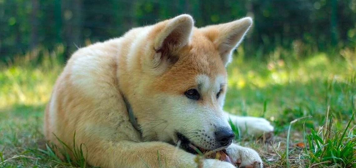 Köpekler Neden Kaka Yiyor?