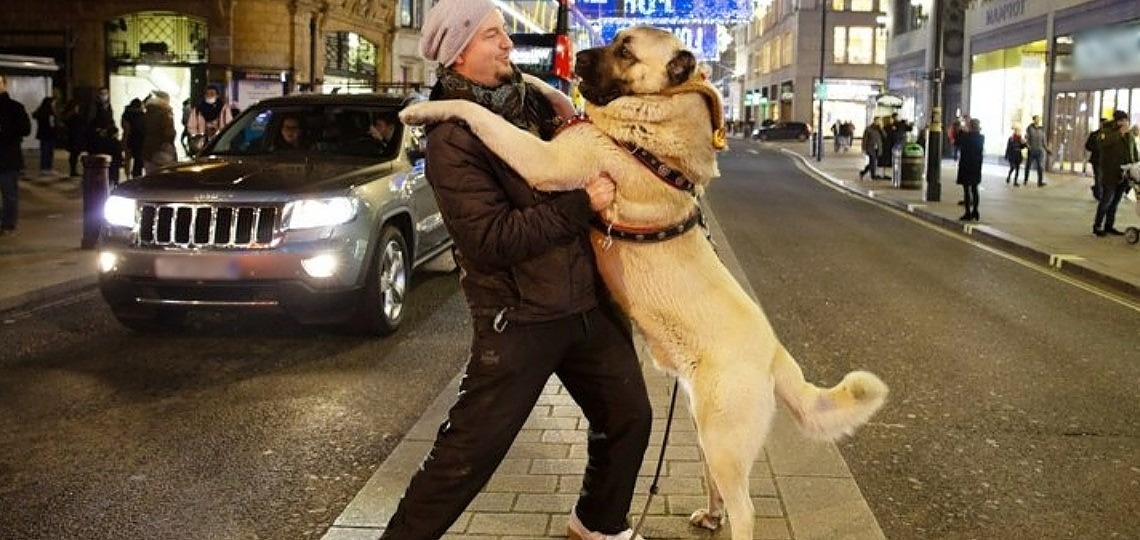 Anadolu Çoban Köpeği İngilizlerin İlgi Odağı Oldu