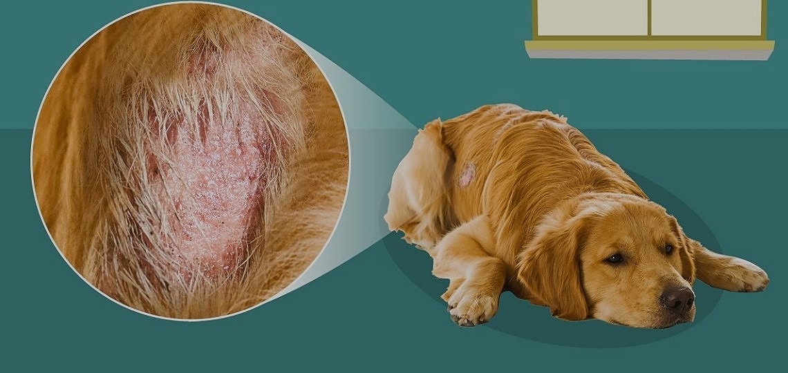 Köpek Derisi Hastalıkları ve Bilinmeyen Sorunlar