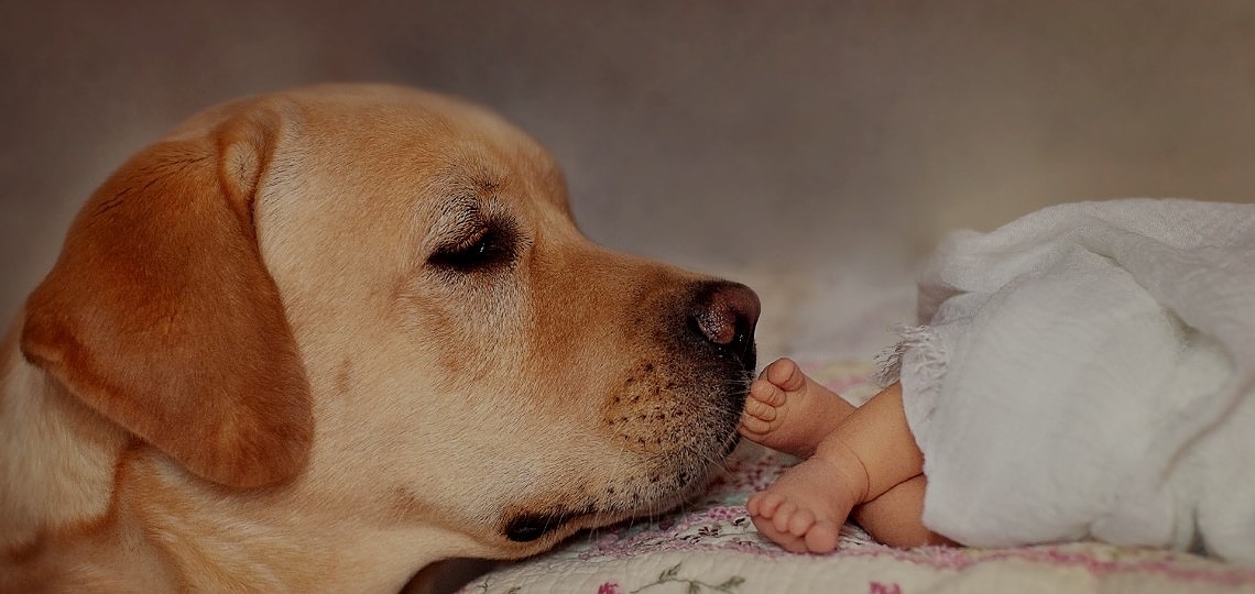 Köpeğinizi Yeni Doğan Bir Bebeğe Hazırlamak