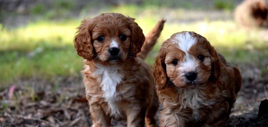 Maltipoo Nasıl Bir Köpektir? Bilinen ve Bilinmeyen Tüm Özellikleri