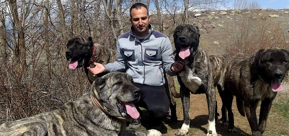 Türk Girişimci Yurt Dışına 2000 Üzerinde Çapar Köpeği Gönderdi