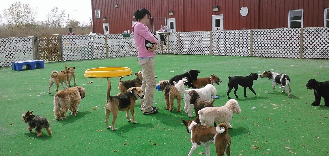İstanbul Köpek Üretim Çiftlikleri ve Eğitim Merkezleri