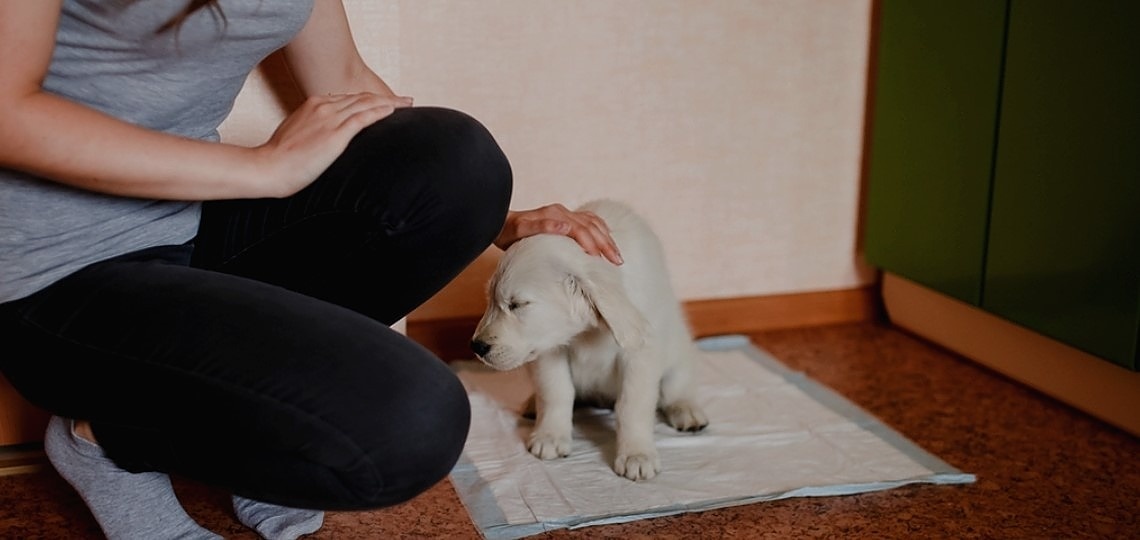 Köpeklerde Çiş ve Kaka Eğitimi