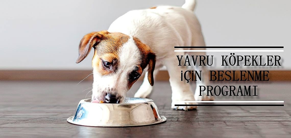 Yavru Köpekler İçin Beslenme Programı