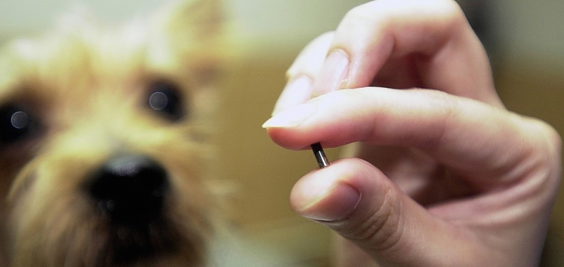Evcil Hayvanlar İçin Pasaport ve Mikroçip Zorunluluğu Yürürlüğe Giriyor