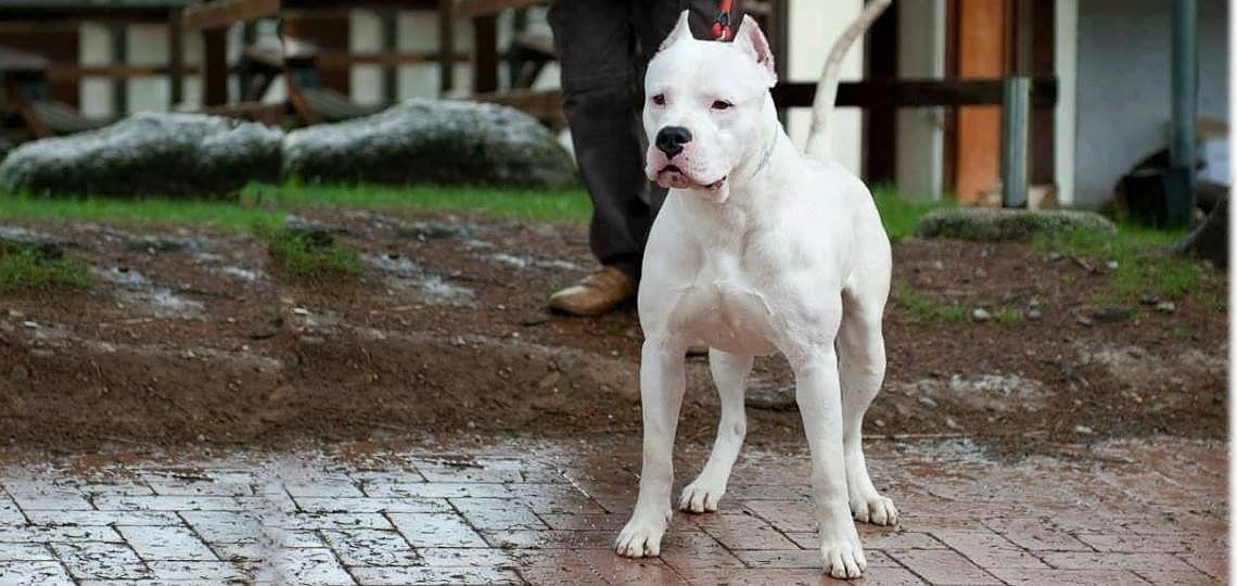 Dogo Argentino Cinsi Köpeğin Bilinen ve Bilinmeyen Tüm Özellikleri