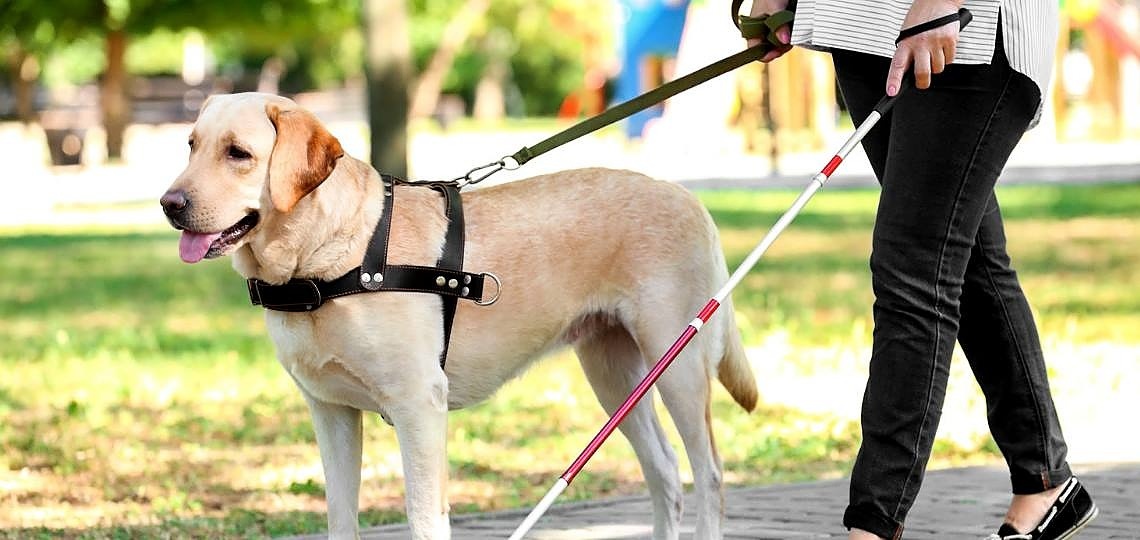 Rehber Köpekler Hakkında Herşey