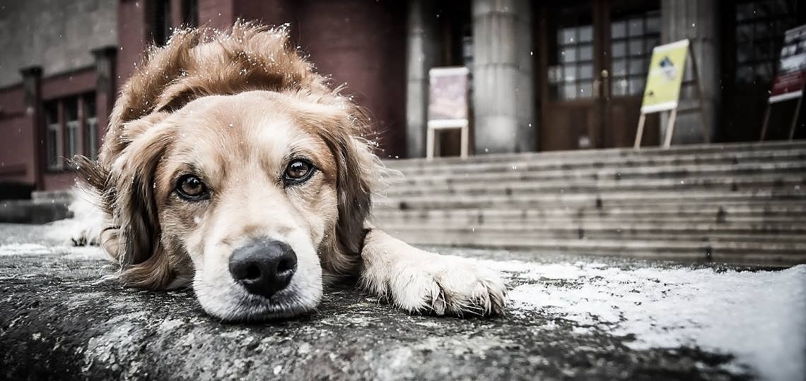 Köpekler Üşür Mü?