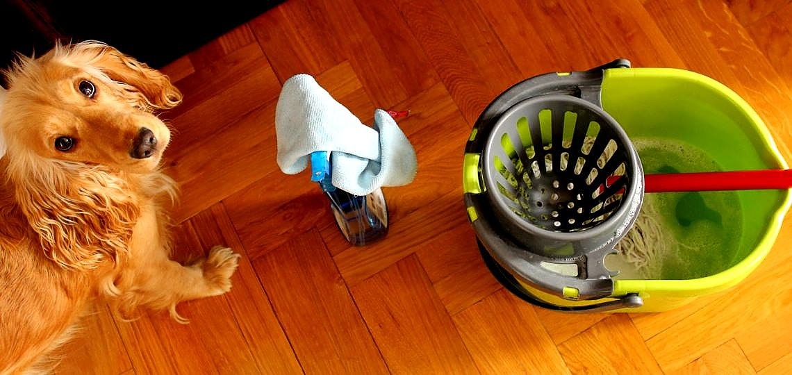 Köpek Besleyenler için Ev Temizliği Nasıl Yapılmalıdır?