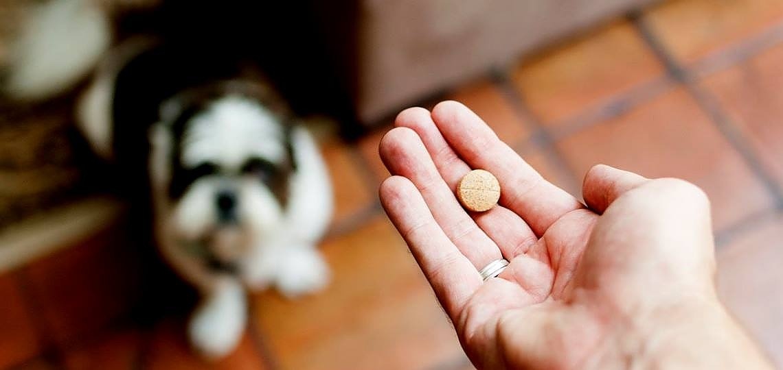 Köpeklerin En Sevdiği 10 Köpek Vitamini