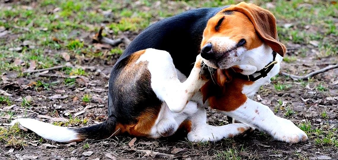 Köpeklerde Bit ve Pire Temizliği