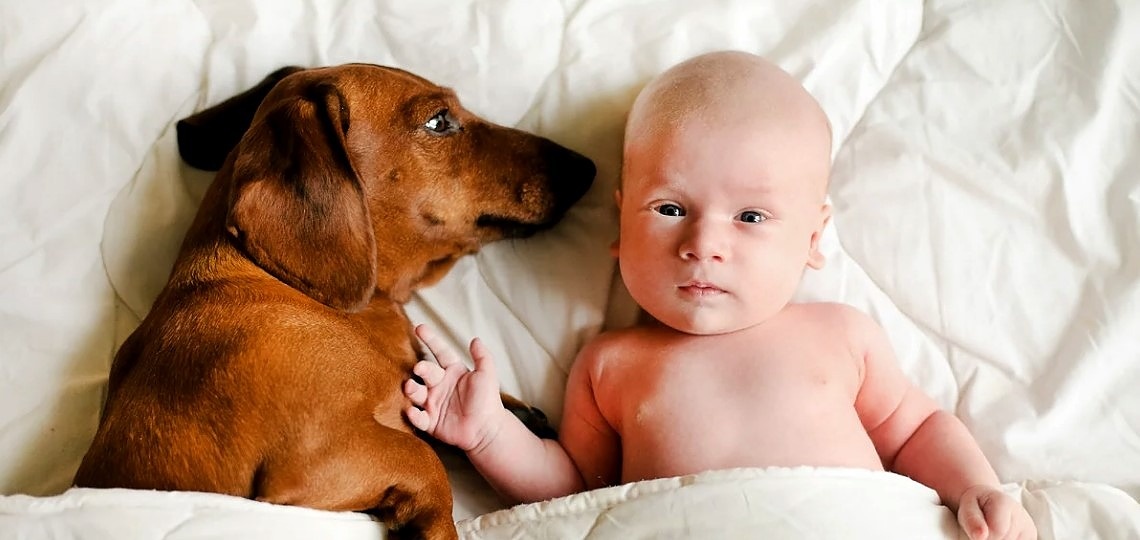 Köpeklerde  Kıskançlık: Bir Ebeveyn Olarak Bilmeniz Gerekenler