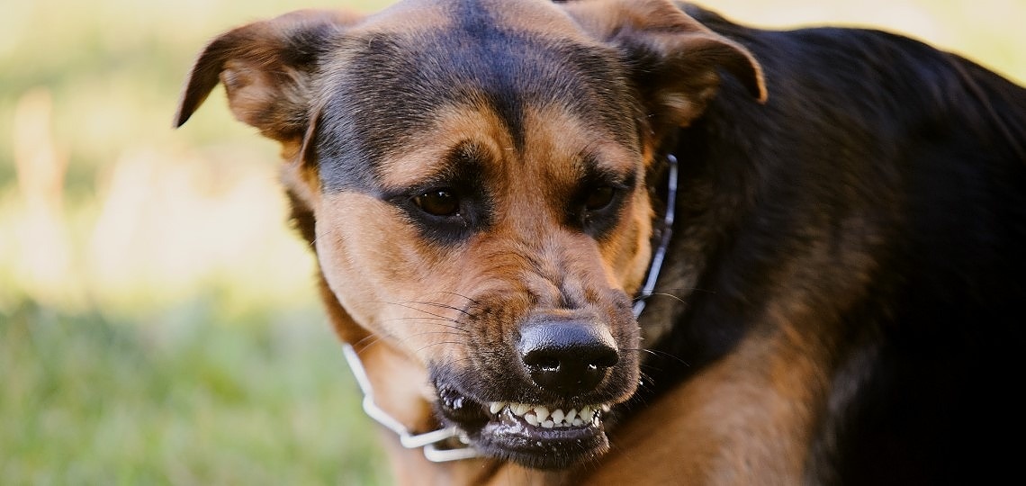 Köpek Hırlaması: Ne İfade Ediyor ve Ne Yapmalısınız?