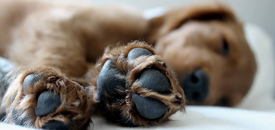 Köpeklerin Patilerinde Yaygın Görülen Sorunlar