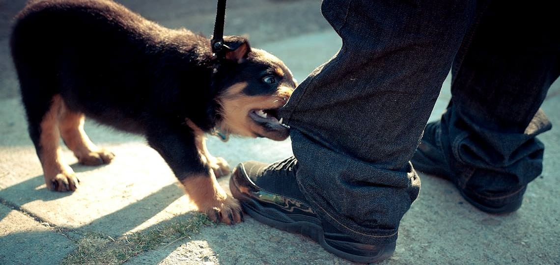 Yavru Köpeklerin Isırma Problemi 