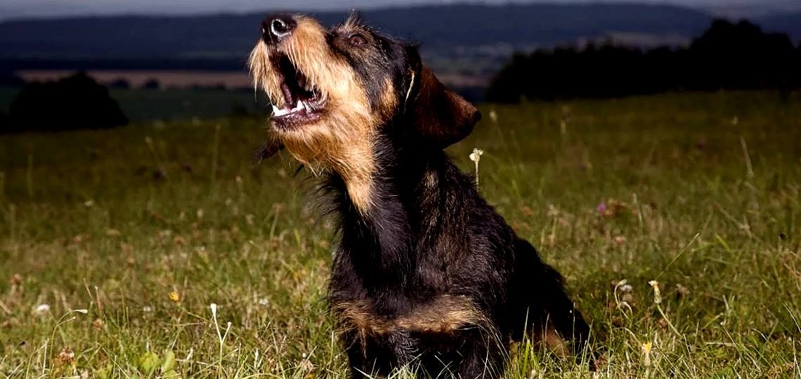 Köpeğiniz Geceleri Neden Havlıyor?