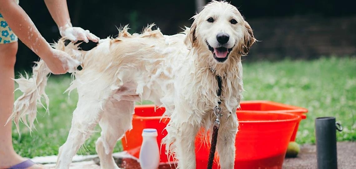 Yaz Aylarında Köpek Bakımı