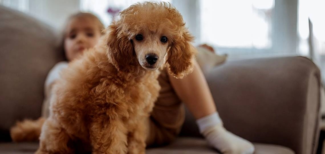 Hipoalerjenik Köpek Irkları