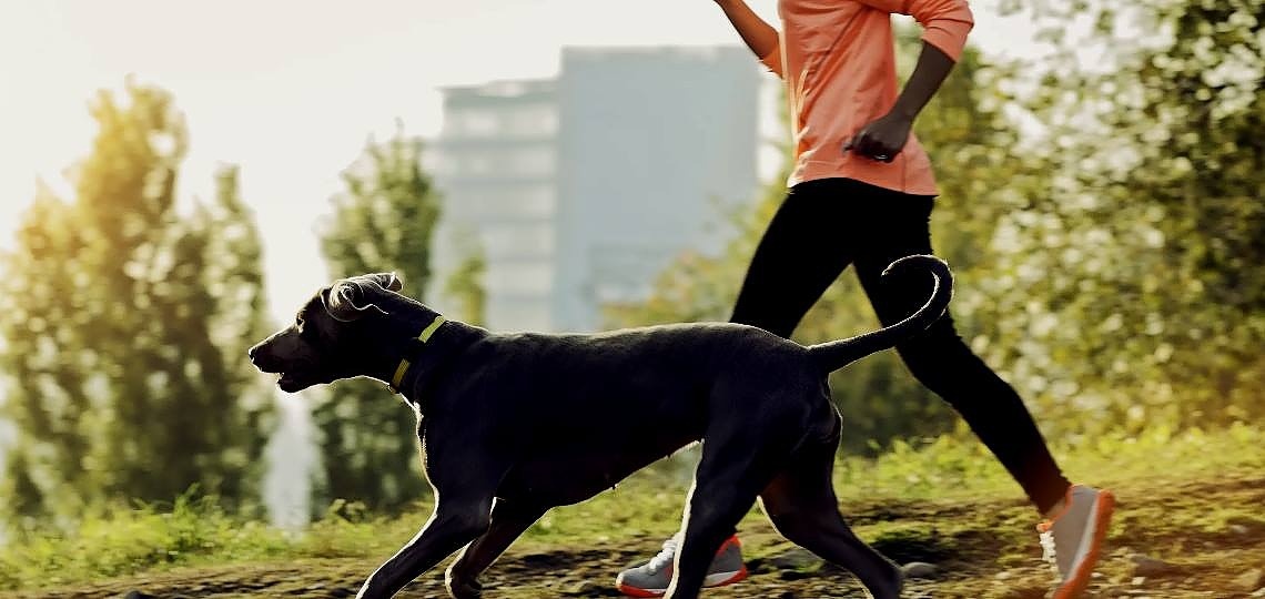 Köpekler ile Yapılacak Spor Aktiviteleri