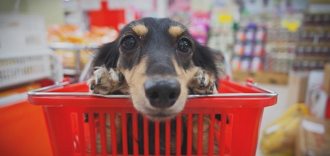 Köpek Sahiplenmeye Maddi Olarak Hazır Mıyım?