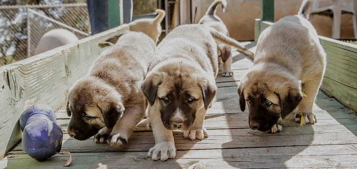 Sağlıklı Safkan Köpek Yavrusu Nasıl Seçilir?