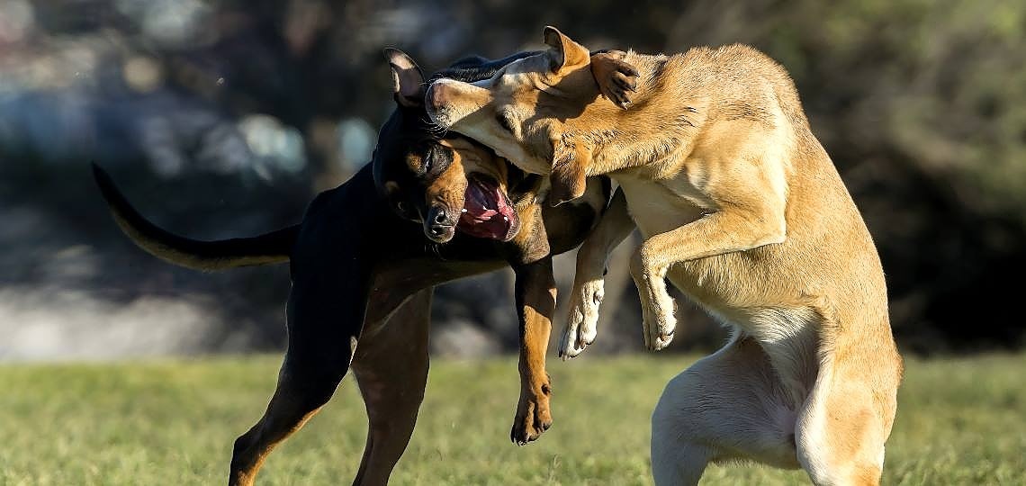 Köpek Kavgası Nasıl Ayrılır?