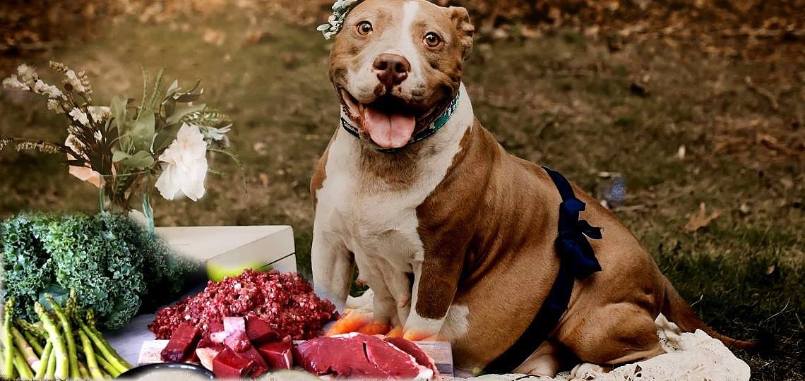 Köpeğinizin Gebelikte Beslenme Süreci