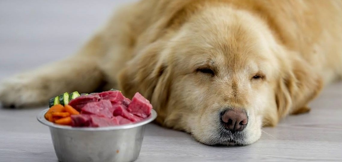 Köpeklerde Beslenme Bozuklukları, Takviye Edici Ek Gıdalar